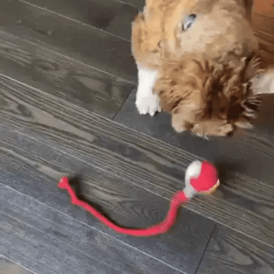 🔥Promoción de último día 49% de descuento🔥Pelota de juguete para mascotas Thonesr® Smart Chase🐱🐕-🎁Compañero de juego inteligente para tu mascota
